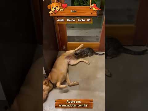 Vídeo de Leo