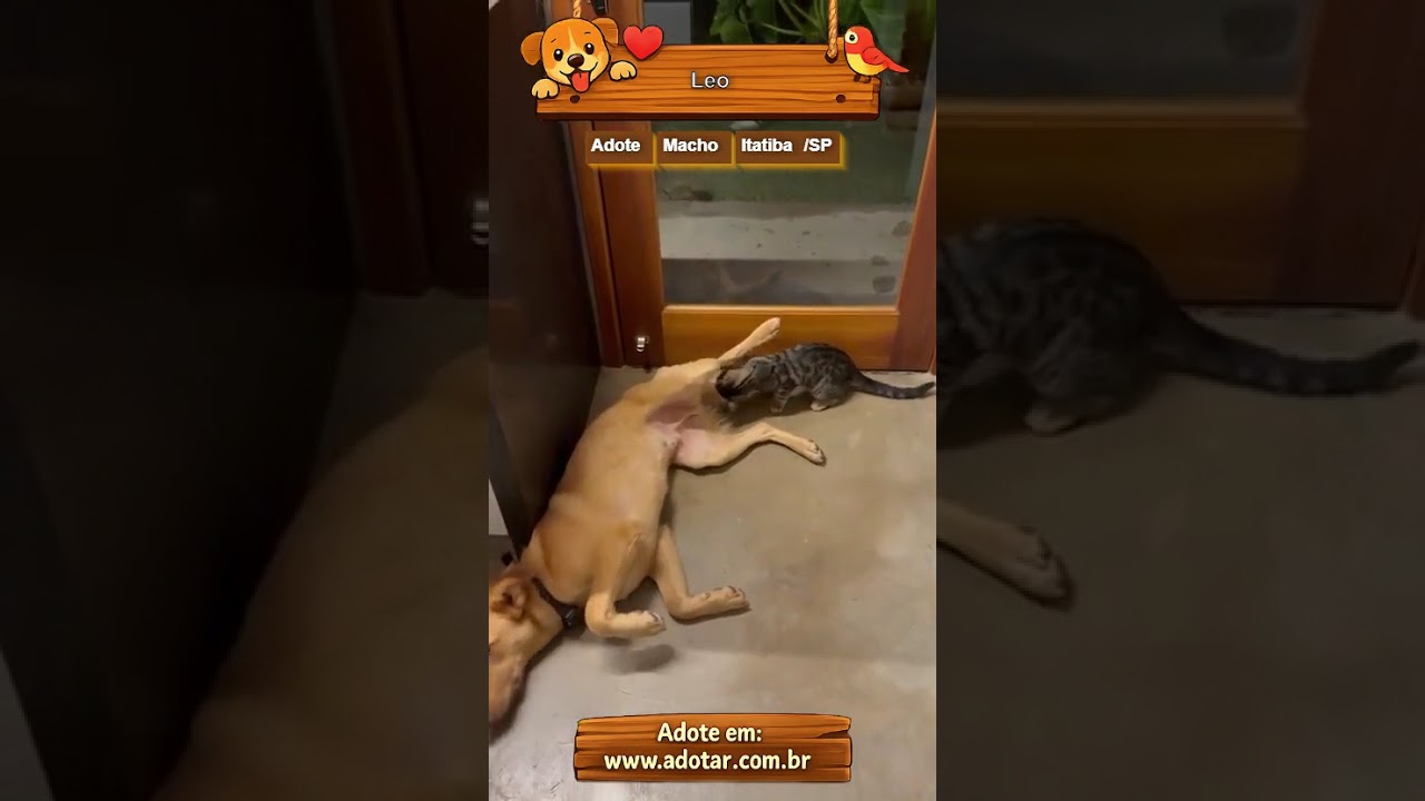 Cachorro raça SRD-ViraLata idade 1 ano nome Leo