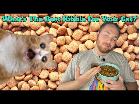 What Is The Best Food To Get Your Cat? - Paws 2 Care 4