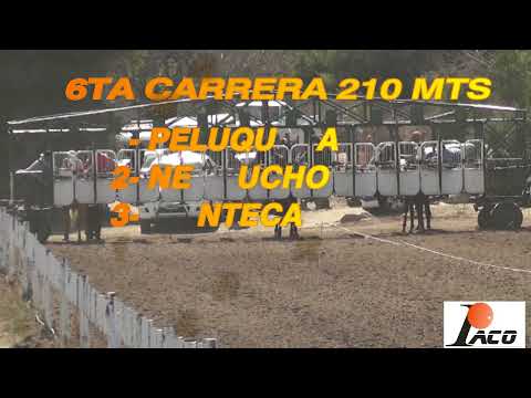 NEGRUCHO HIPODROMO BARRIONUEVO HNOS  TALA CAÑADA 20 08 2022