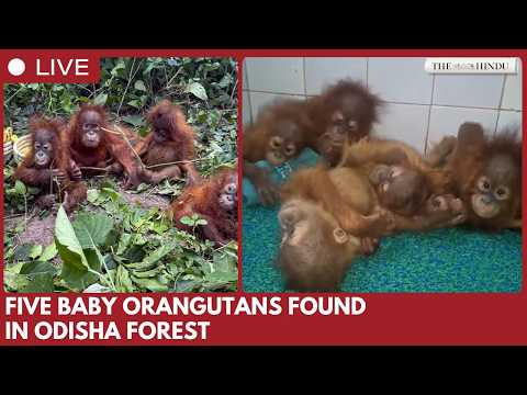 Five baby orangutans rescued in Balasore forest