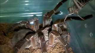 Tarantula Feeding Video 34 (Adult Locusts!)