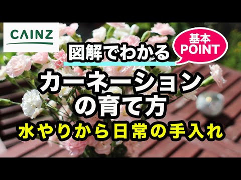 フェザーカーネーション 植物