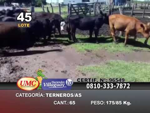 Lote 65 Terneros/as en Entre Ríos, Villaguay
