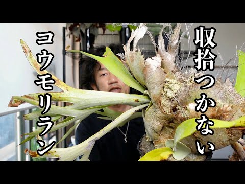 園芸 コウモリ植物、悪魔の花