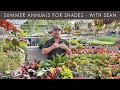 Let's Talk Summer Annuals for Shade ⛱ Pro Talk with Sean at The Gardener's Center