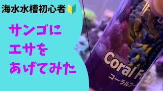 海水水槽初心者がサンゴにエサあげてみた