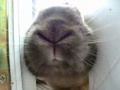 The Rock 'n' Roll Bunny