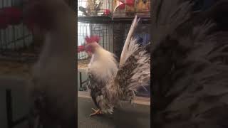 Silkied Male #1