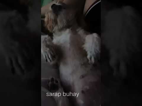 #dog #puppy #cuteanimal #puppydogandpuppycat #mydogisthebest #cute #pets #doglover #doglife