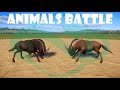 Black Wildebeest Animals Battle In Planet Zoo Planet Zoo Fight