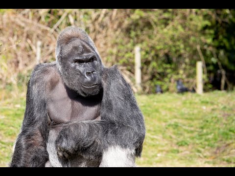 Bristol Zoo Project: A New Conservation Zoo