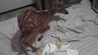 PAWS-SC .com Solei (2)  Injured Fawn Learns to Stand Again