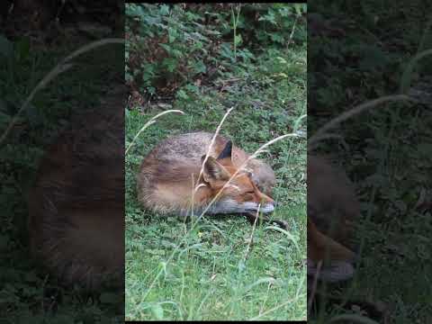 Freddie the fox sleeping  #wildlife #fox