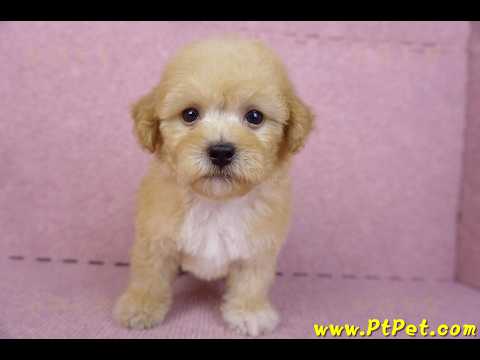 08/12泰迪比熊母幼犬(高雄鼓山)