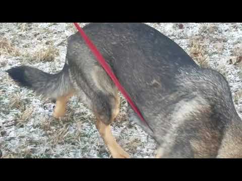 Devka 1.30.19 tracking