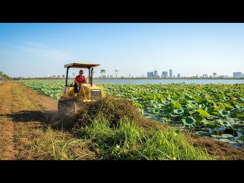 Crawler Bulldozer Flattening Wild Grass Field | Heavy Machinery Creating Access Pathway