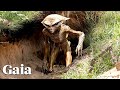 CLASSIFIED Story From AREA 51 The Escape Of A QUATALOID
