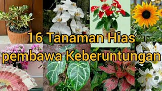 Download lagu 16 Tanaman Hias Pembawa Rezeki -Tanaman hias pembawa keberuntungan|tanaman hias pembawa keberkahan mp3
