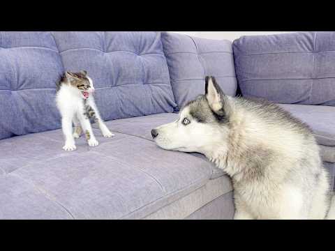 YouTube 썸네일