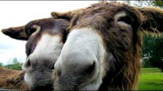 Magical World - Blackmore&#39;s Night