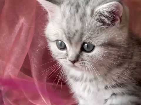 Emily Gianduja Silver Tabby Blotched 02-02-22