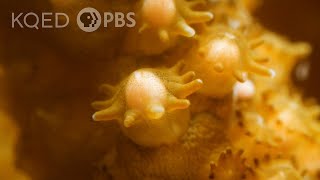 Witness the Nighttime Magic of Spawning Coral | Deep Look