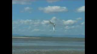 preview picture of video 'New Zeland Birds: Gull billed Tern hovering and swooping into strong wind'