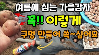 여름에 심는 가을감자 이렇게 심어야 성공합니다 밑거름 넣고 구멍 만들어 쏙 넣어 심어요