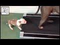 Este cachorrito de pitbull nos enseña que nunca hay que rendirse de la forma más entrañable posible