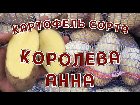 Картофель Королева Анна оптом