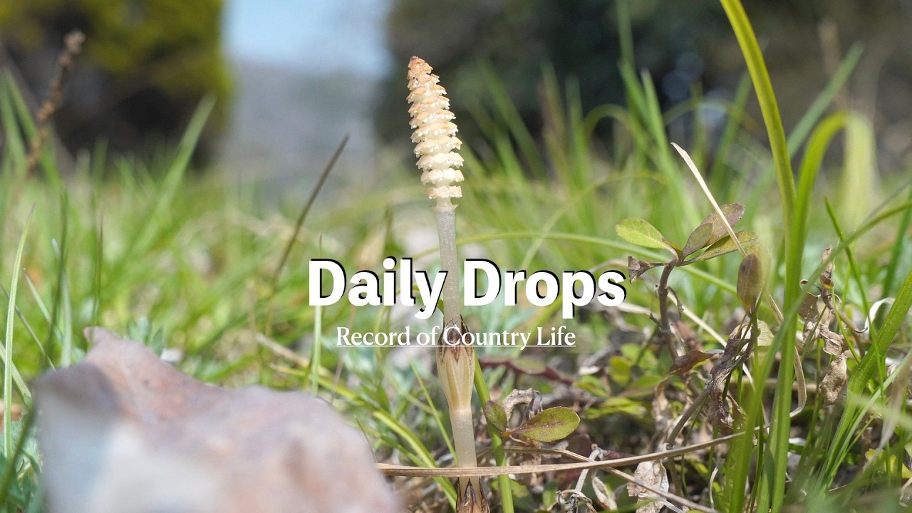 自給暮らしvlog ｜母娘で立つ台所｜春の食卓｜# 99