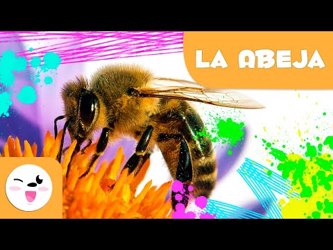 , title : 'La abeja 🐝 Animales para niños 🍯 Episodio 4'