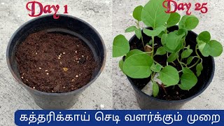 Brinjal Plant  Growing in Tamil/கத்திரிக்காய்  செடி வளர்ப்பு /How to grow brinjal from seeds