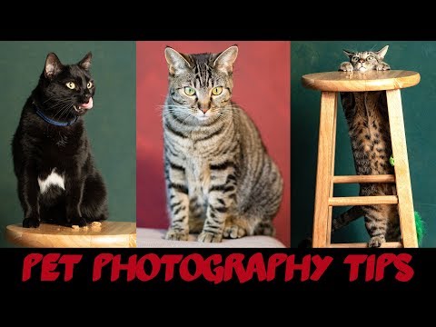 Pet Photography at Home - 5 Tips