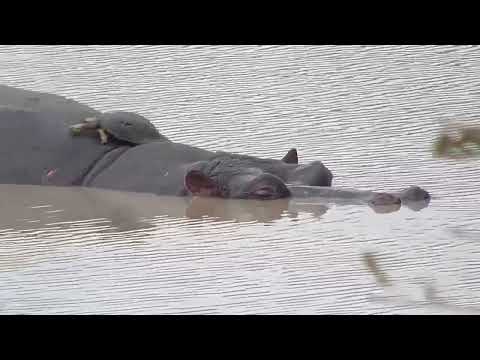 Djuma: Terrapin on top of the Hippo world and then Burchell's Starling - 12:29 - 09/18/2023