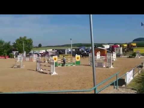 Connors b. 2013 Connor x Ladas - Wallach - Gelding