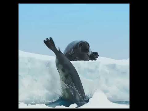 Breeding season has begun for hooded seals. #wildlife