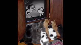 Cats Watching Betty Boop Gif