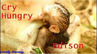 Update Poor Baby Edison Can Survived From Starved by Mom Grooming&amp;Nurse. Baby Alert With Eye Open.