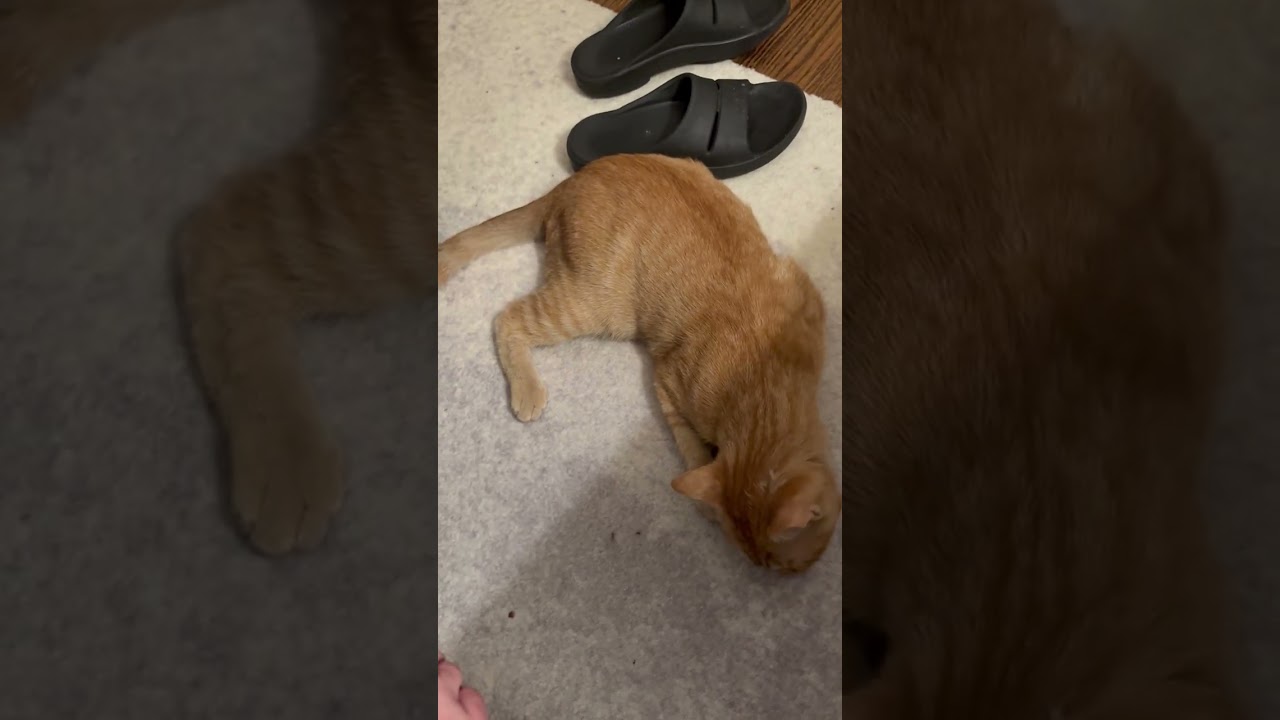 Enlarge Rain, a Adoptable Domestic Short Hair in New York, NY video 6/6