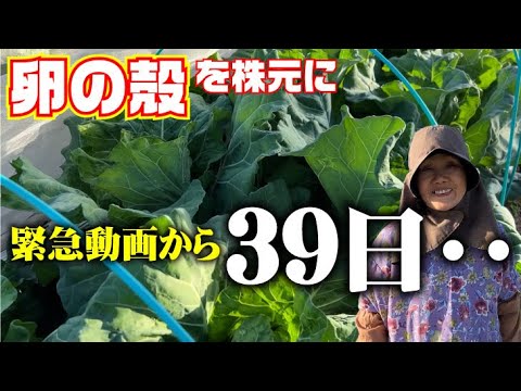 卵の殻をトマトに使うには？植えた瞬間から植物を元気にするためのヒント  庭園