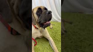 Video preview image #1 Mutt Puppy For Sale in Goodyear, AZ, USA