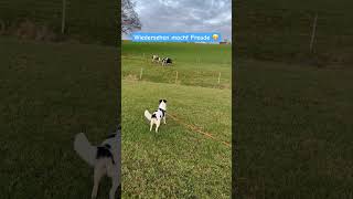 Download lagu Wiedersehen macht Freude, Ayla🐕und 🐄🐄😃 mp3 Download lagu Wiedersehen macht Freude, Ayla🐕und 🐄🐄😃 mp3