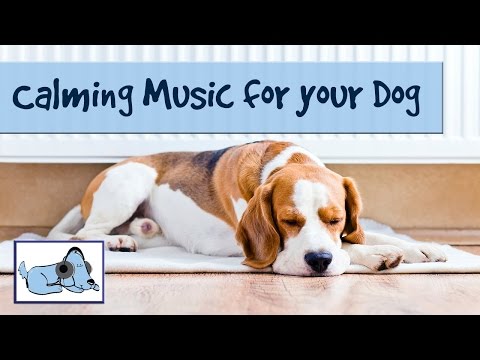 Calming Music for Dogs - Improve Dog Behavior with Relaxing Music
