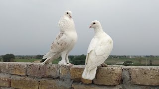 Fancy Beautiful Pair Video | Kabotar Video | Pigeons Video | Love Status Video