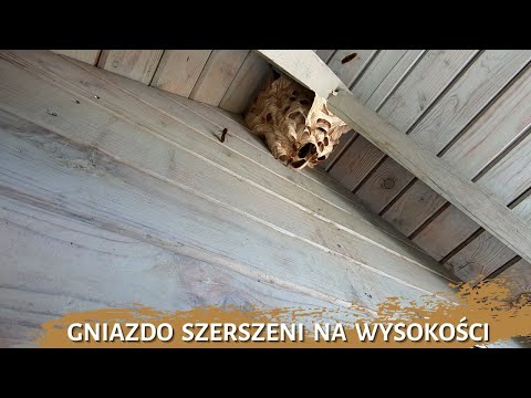 Gniazdo szerszeni na wysokości - usuwanie gniazda szerszeni na wysokości