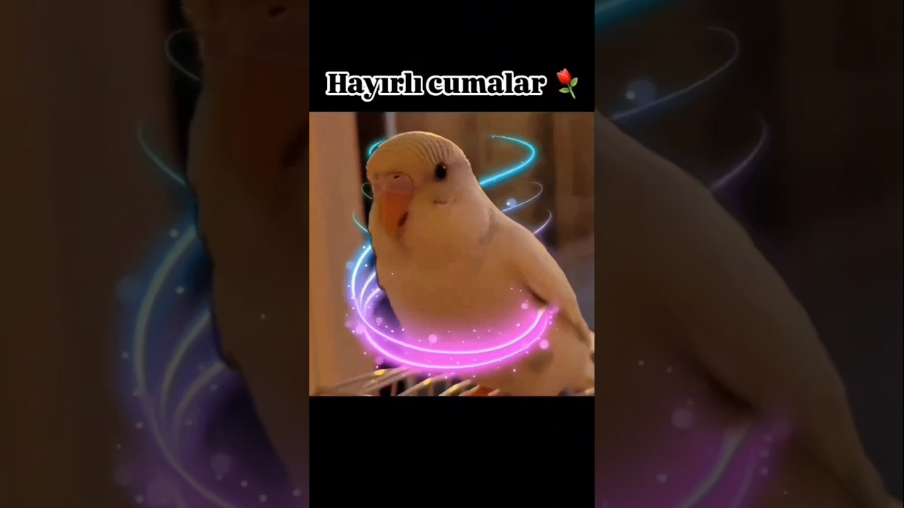 Cumanın ardından cumartesi, gidenin ardından daha iyisi gelir hayırlı cumalar sjsjsj 🌹  #birds