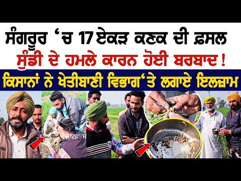 Sangrur News: 17 ਏਕੜ ਕਣਕ ਦੀ ਫ਼ਸਲ ਸੁੰਡੀ ਦੇ ਹਮਲੇ ਕਾਰਨ ਹੋਈ ਬਰਬਾਦ! ਕਿਸਾਨਾਂ ਨੇ ਖੇਤੀਬਾਣੀ ਵਿਭਾਗ ‘ਤੇ ਲਗਾਏ..