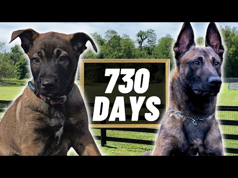 2 Years Of Training In 4 Minutes PT.2! Building The ULTIMATE Belgian Malinois!